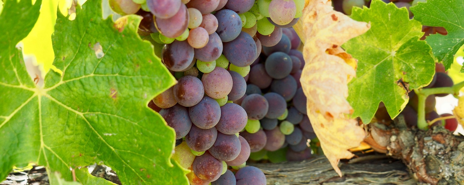 IInvino Felix Strehober - Start-Traube